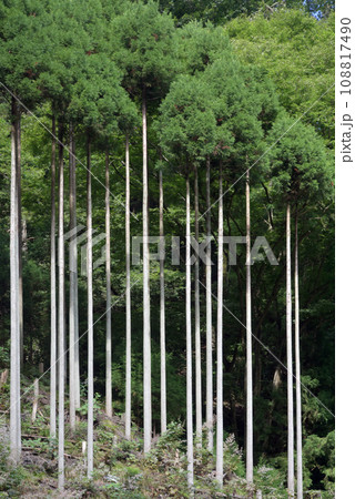北山杉　京都市北区中川 108817490
