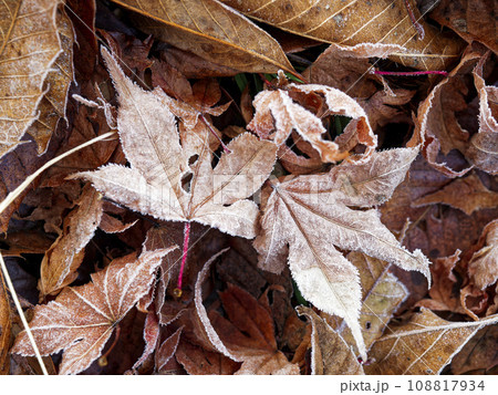 霜が降りた落ち葉 霜が降りた落ち葉 108817934