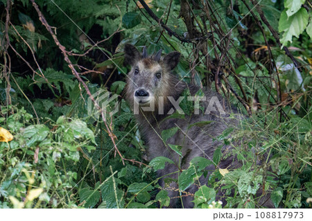 森の中で出会ったニホンカモシカ 108817973