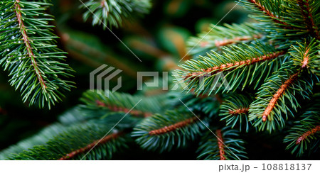 A close up view of a Christmas fir tree frond or a green pine tree branch with snow on black background. 108818137