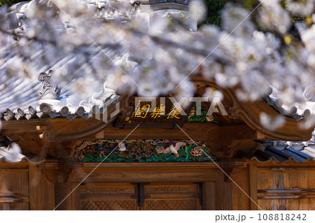 東京の春　小石川後楽園の桜と唐門 108818242