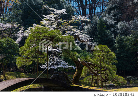 東京の春　小石川後楽園の桜 108818243