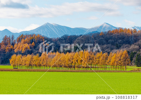 カラ松の紅葉 108818317