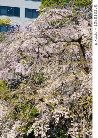 東京の春 小石川後楽園の桜 東京の春 小石川後楽園の桜 108818330