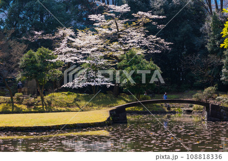 東京の春　小石川後楽園の桜 108818336