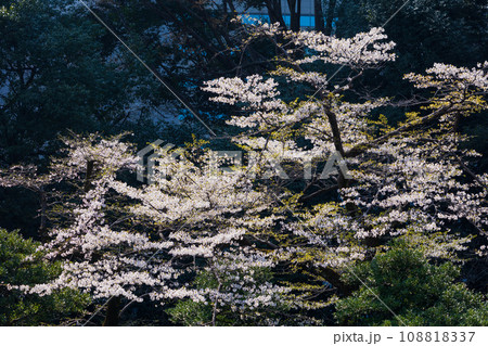 東京の春 小石川後楽園の桜 東京の春 小石川後楽園の桜 108818337