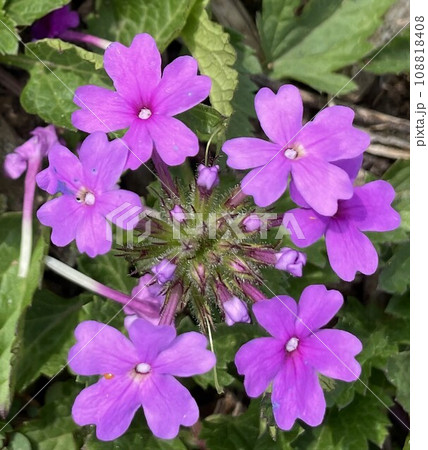 Pretty Purple Flower 108818408