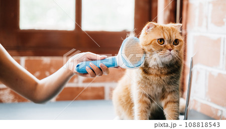 A woman and her Scottish Fold cat share a grooming routine as she affectionately combs the cat's long fur, ensuring cleanliness and pet care. Piles of cat hair showcase their bond. 108818543