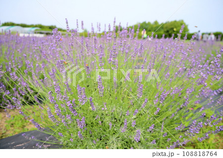 ラベンダーの花 ラベンダーの花 108818764