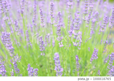 ラベンダーの花 108818765