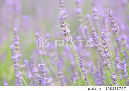 ラベンダーの花 108818767