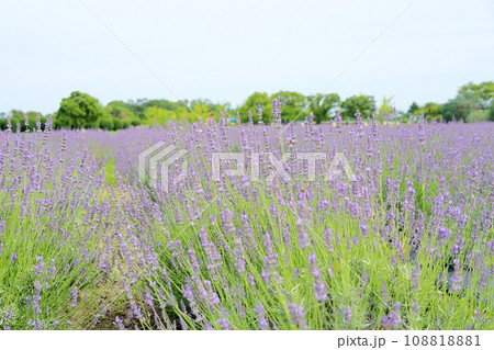 ラベンダーの花 108818881