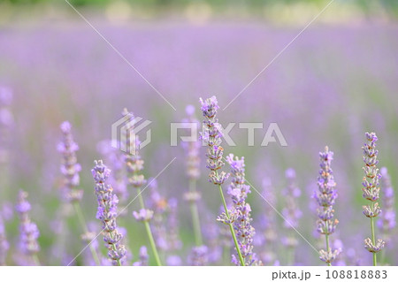 ラベンダーの花 108818883