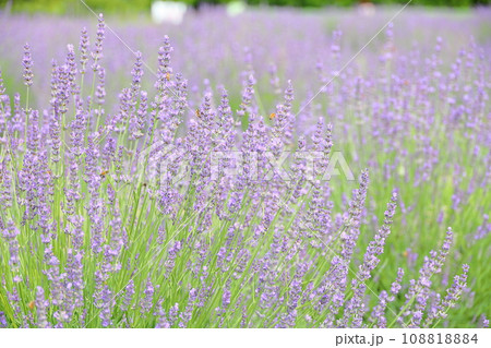ラベンダーの花 ラベンダーの花 108818884
