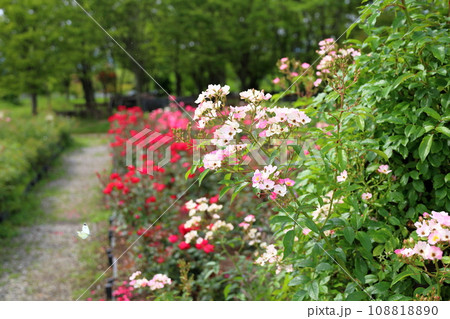 バラの花 バレリーナ バラの花 バレリーナ 108818890