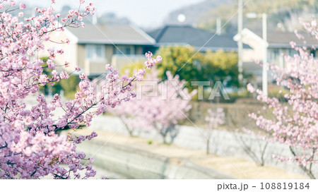 春の景色|河津桜(16:9) 春の景色|河津桜(16:9) 108819184