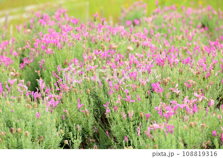 フレンチラベンダーの花 フレンチラベンダーの花 108819316
