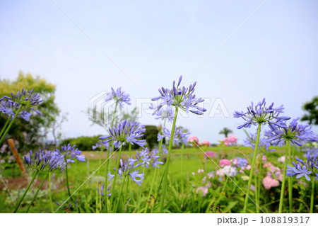 アガパンサスの花 108819317