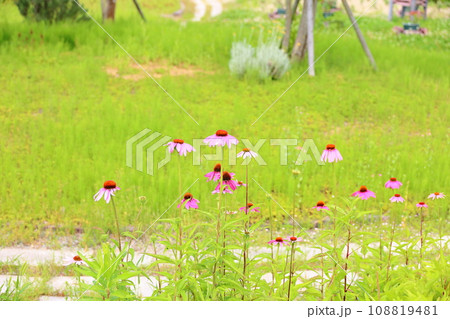 エキナセアの花 108819481