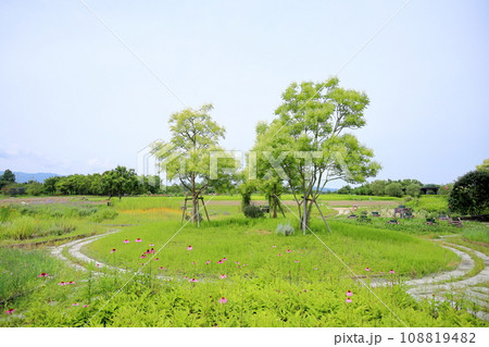 シマトネリコの花 108819482