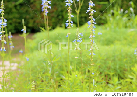 サルビアの花 アズレア サルビアの花 アズレア 108819484
