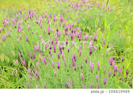 フレンチラベンダーの花 フレンチラベンダーの花 108819489