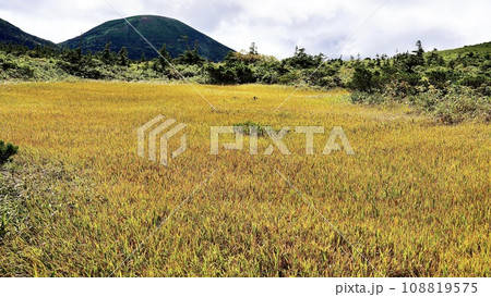 八甲田山　湿原展望台から見える紅葉の田茂萢湿原 108819575