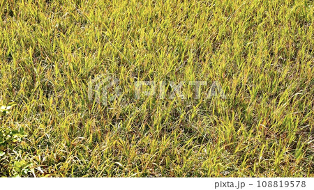 八甲田山 湿原展望台から見える紅葉の田茂萢湿原の道 八甲田山 湿原展望台から見える紅葉の田茂萢湿原の道 108819578