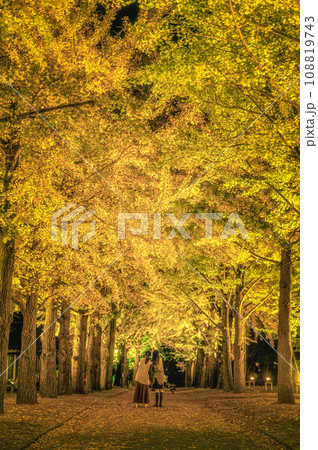 茨城県水戸市 茨城県立歴史館のイチョウ並木ライトアップ 茨城県水戸市 茨城県立歴史館のイチョウ並木ライトアップ 108819743