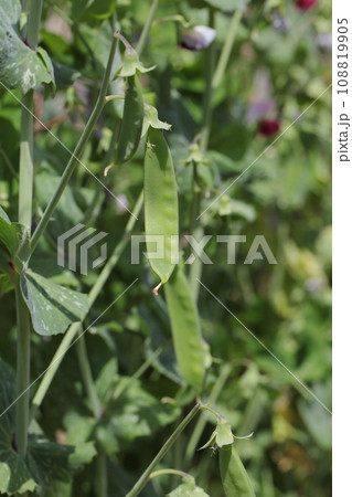 ツタンカーメンのエンドウの青い実 ツタンカーメンのエンドウの青い実 108819905