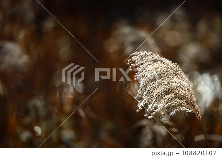 晩秋 風に揺れるススキ コピースペースが大きい 晩秋 風に揺れるススキ コピースペースが大きい 108820107