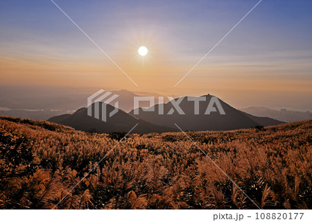 Chinese silvergrass in sunset. Chinese silvergrass in sunset. 108820177