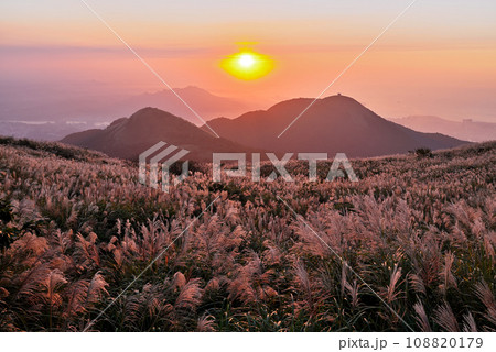 Chinese silvergrass  in sunset. 108820179