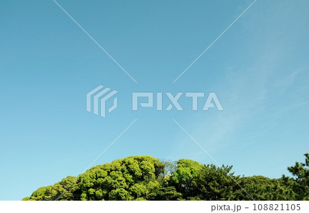 新芽が光輝く春の訪れ 108821105