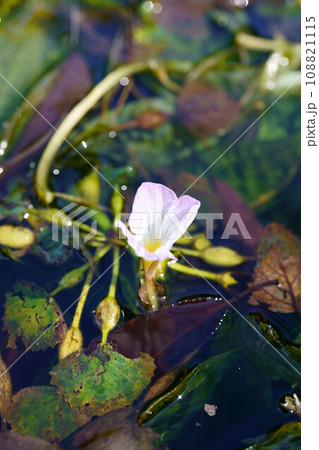 5409　ヒシの花 108821115