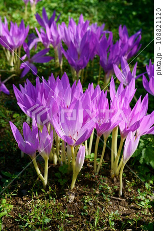 5404 イヌサフラン 5404 イヌサフラン 108821120