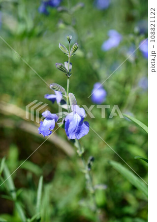 5402　ブルーセージ 108821122