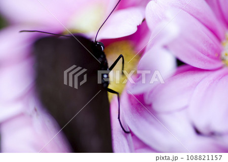 蝶がピンク色の花の蜜を吸っています。蝶の名前はツムラサキマダラです。 108821157