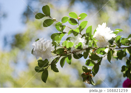 白色のツバキの花が咲いています。学名はCamellia japonicaです。 108821259