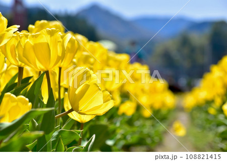 島根 チューリップ 春 伯太チューリップ 島根 チューリップ 春 伯太チューリップ 108821415