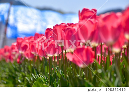 島根 チューリップ 春 伯太チューリップ 島根 チューリップ 春 伯太チューリップ 108821416