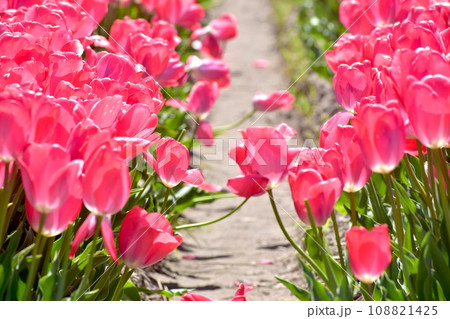島根 チューリップ 春 伯太チューリップ 島根 チューリップ 春 伯太チューリップ 108821425