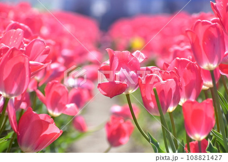 島根 チューリップ 春 伯太チューリップ 島根 チューリップ 春 伯太チューリップ 108821427