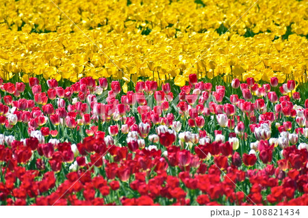 島根 チューリップ 春 伯太チューリップ 島根 チューリップ 春 伯太チューリップ 108821434