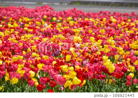 島根　チューリップ　春　伯太チューリップ 108821445