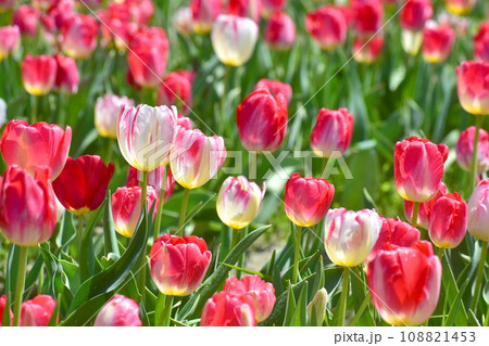 島根　チューリップ　春　伯太チューリップ 108821453