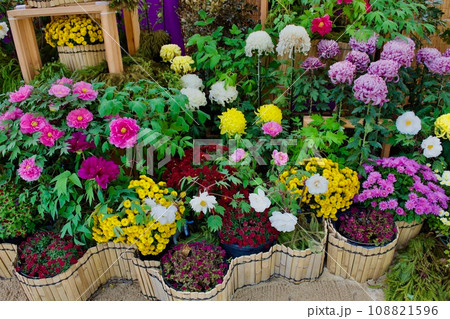 松江城内の大菊花展 松江城内の大菊花展 108821596