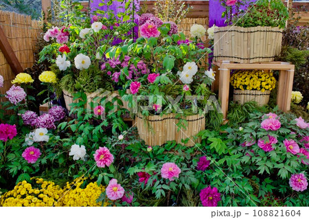 松江城内の大菊花展 108821604