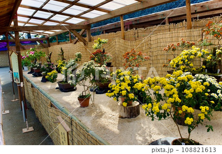 松江城内の大菊花展 108821613