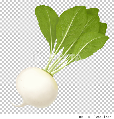 Realistic turnip illustration Realistic turnip illustration 108821687